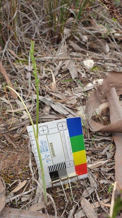 Prasophyllum goldsackii, photographed by Rosalie Lawrence