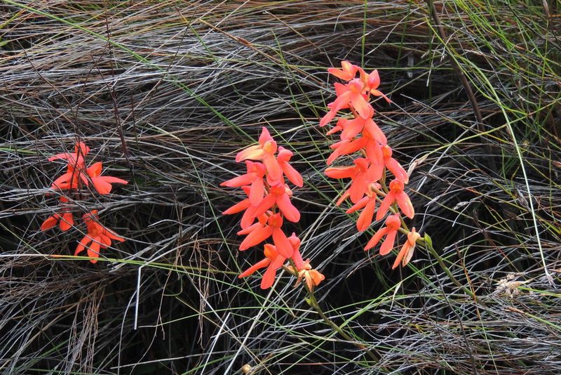 Disa cardinalis, photographed by jillblignaut