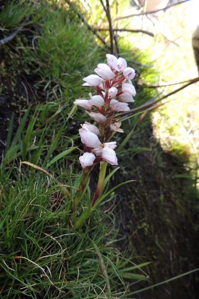 Disa subtenuicornis, photographed by jillblignaut