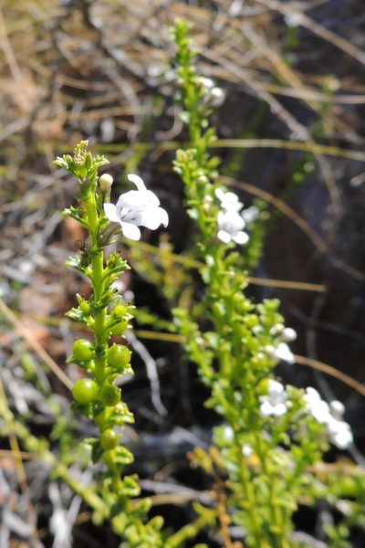Oftia glabra, photographed by jillblignaut