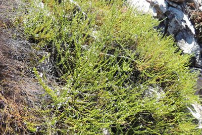 Oftia glabra, photographed by jillblignaut