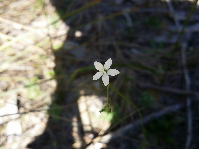 Wahlenbergia preissii, photographed by Helium Luo