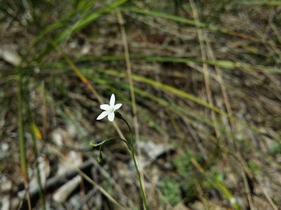 Wahlenbergia preissii, photographed by Helium Luo