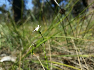 Wahlenbergia preissii, photographed by Helium Luo
