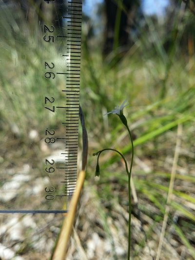Wahlenbergia preissii, photographed by Helium Luo