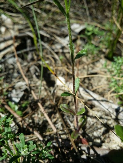 Wahlenbergia preissii, photographed by Helium Luo