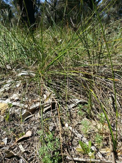 Wahlenbergia preissii, photographed by Helium Luo