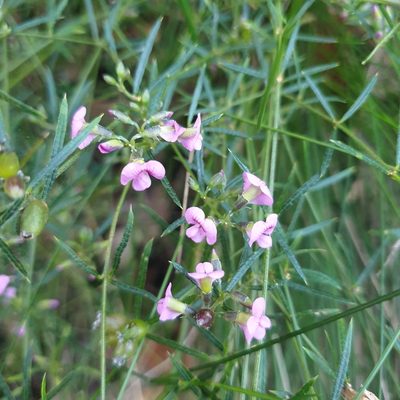 Mirbelia rubiifolia, photographed by Shelomi Doyle