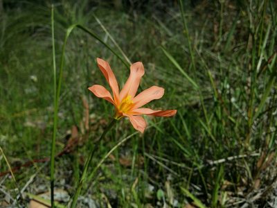 Moraea flaccida, photographed by Helium Luo