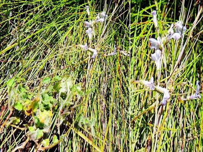Lobelia dasyphylla, photographed by jillblignaut