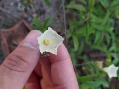Distimake quinquefolius, photographed by Tim
