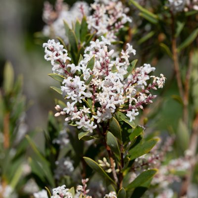 Leucopogon parviflorus, photographed by Kym Nicolson