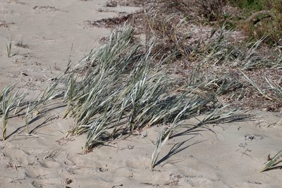 Spinifex hirsutus, photographed by Kym Nicolson