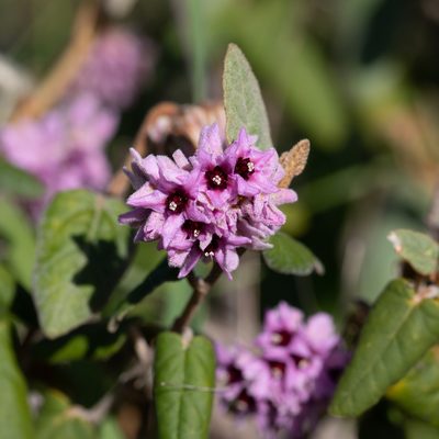Lasiopetalum discolor, photographed by Kym Nicolson