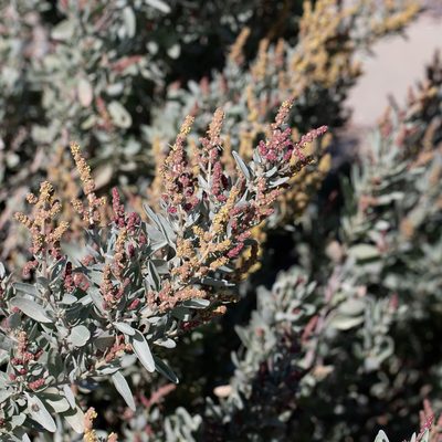 Atriplex cinerea, photographed by Kym Nicolson
