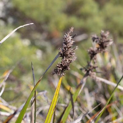 Lepidosperma gladiatum, photographed by Kym Nicolson