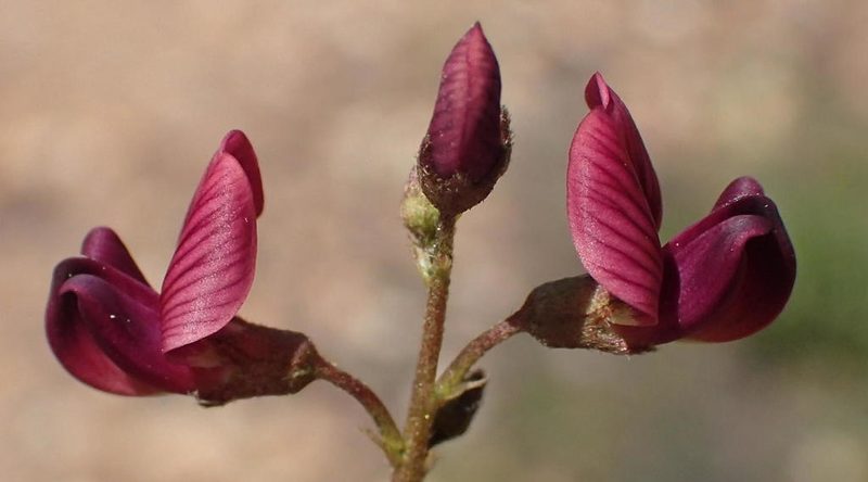 Lessertia diffusa, photographed by Nicola van Berkel