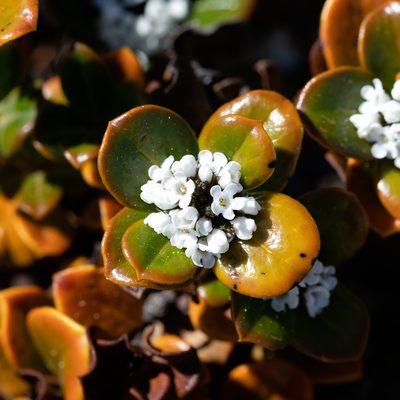 Logania crassifolia, photographed by Kym Nicolson