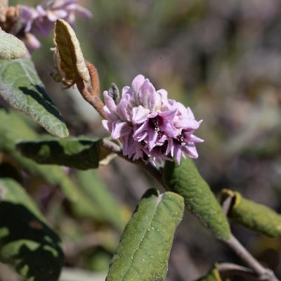 Lasiopetalum discolor, photographed by Kym Nicolson