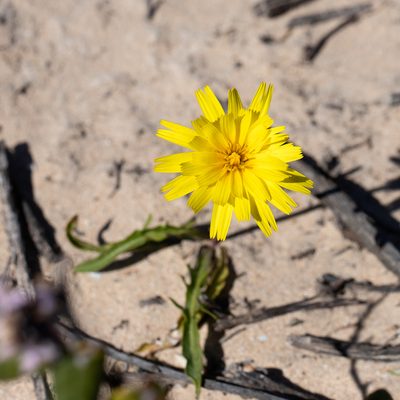 Microseris walteri, photographed by Kym Nicolson