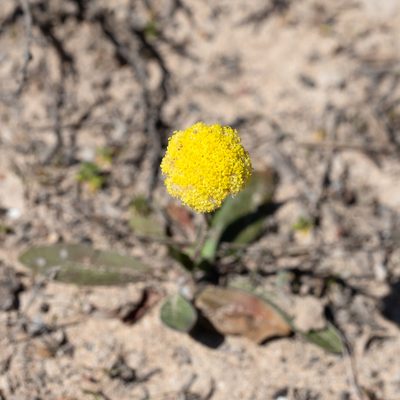 Craspedia variabilis, photographed by Kym Nicolson