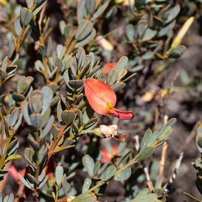 Templetonia retusa, photographed by Kym Nicolson