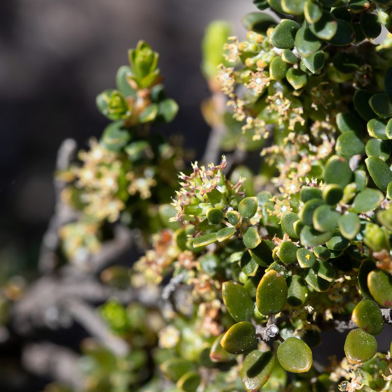Acrotriche cordata, photographed by Kym Nicolson