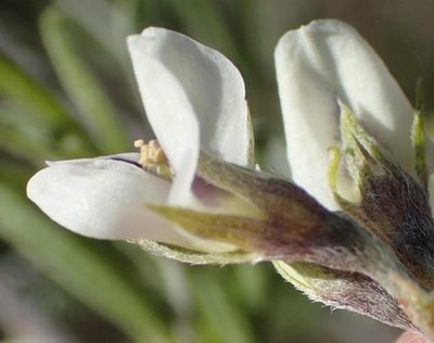 Psoralea candicans, photographed by Nicola van Berkel