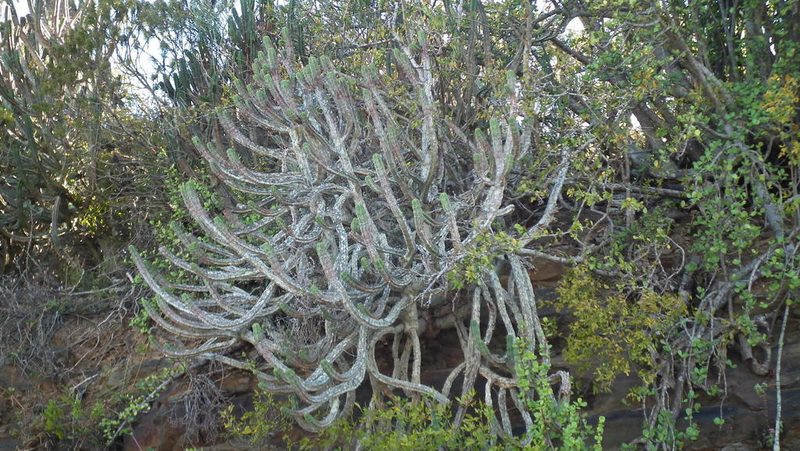 Euphorbia pentagona, photographed by Shaun Swanepoel