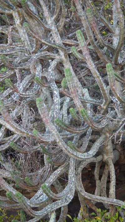 Euphorbia pentagona, photographed by Shaun Swanepoel