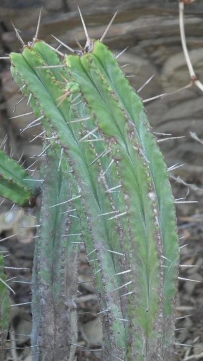 Euphorbia pentagona, photographed by Shaun Swanepoel