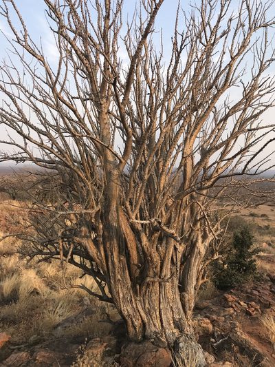 Sesamothamnus lugardii, photographed by rosshawkins