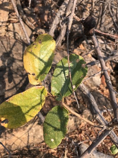 Grewia hexamita, photographed by rosshawkins