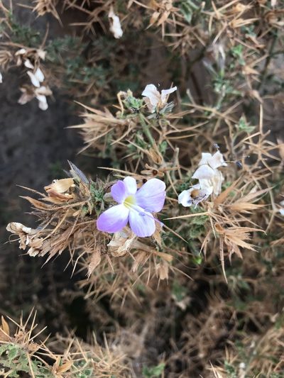 Barleria spinosissima, photographed by rosshawkins