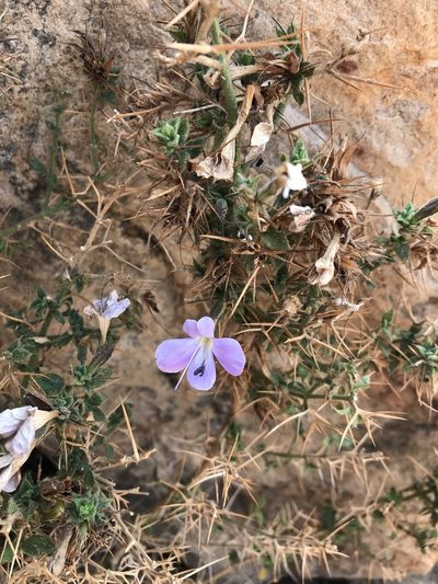 Barleria spinosissima, photographed by rosshawkins