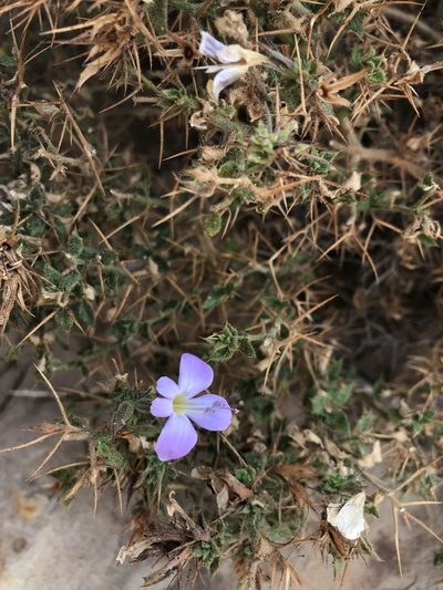 Barleria spinosissima, photographed by rosshawkins