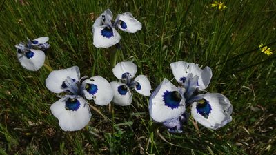 Moraea aristata, photographed by Paul Emms