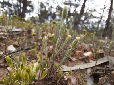 Millotia tenuifolia, photographed by spacegecko