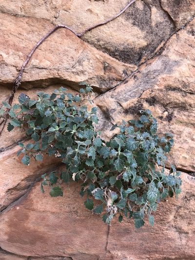 Stemodiopsis kamundii, photographed by rosshawkins