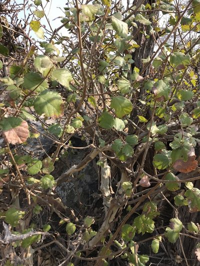 Cordia monoica, photographed by rosshawkins
