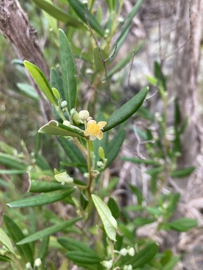 Beyeria viscosa, photographed by krumpianking
