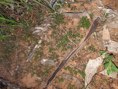 Hyalosperma demissum, photographed by spacegecko