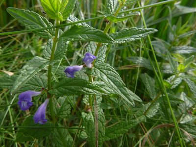 Scutellaria galericulata, photographed by Gabriel Mayrhofer