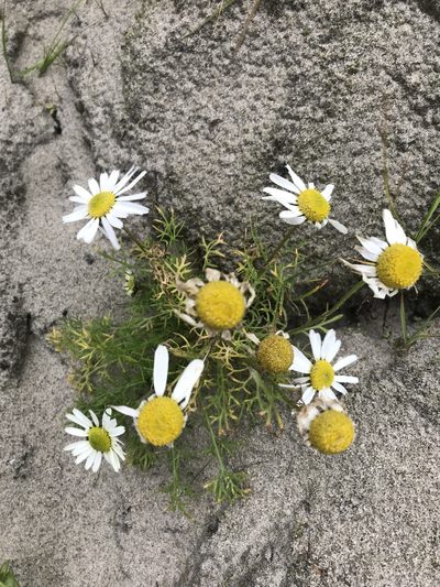 Tripleurospermum subpolare, photographed by Vladislav Isaev