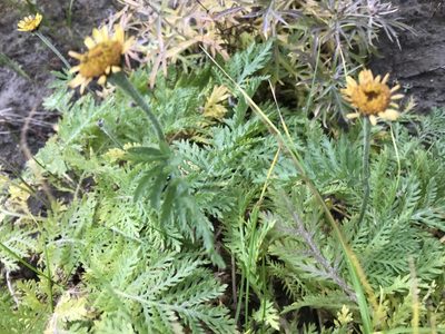 Tanacetum bipinnatum, photographed by Vladislav Isaev