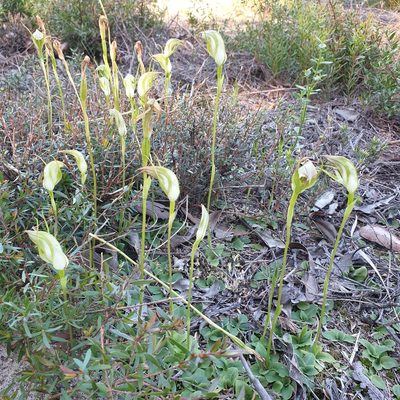 Pterostylis acuminata, photographed by Shelomi Doyle