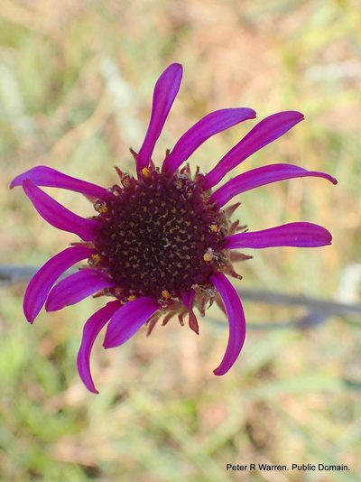 Senecio dregeanus, photographed by Peter Warren