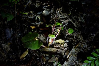 Corybas sanctigeorgianus, photographed by Christopher Stephens
