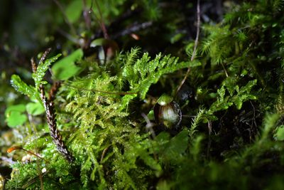 Corybas sanctigeorgianus, photographed by Christopher Stephens
