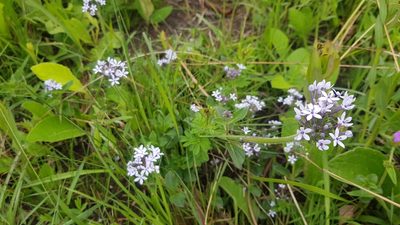 Pentanisia prunelloides, photographed by Suvarna Parbhoo Mohan